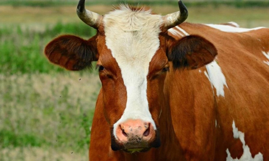 Қостанай облысында Сібір жарасы таралуда