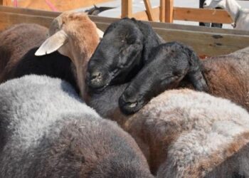 Түркістан тұрғыны 15 млн тұратын асыл тұқымды қошқар санын көбейтпек