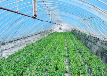 Келестік шаруалар өзбекстанға кетті