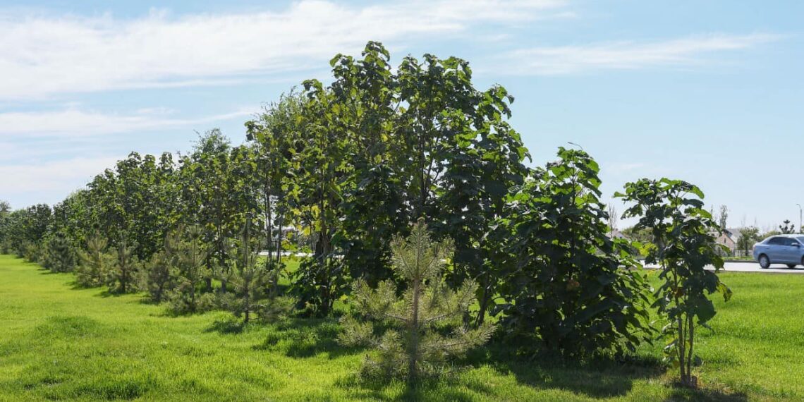 Түркістанның «жасыл белдеуі» 30 мыңға гектарға дейін ұлғаяды