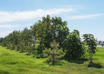 Түркістанның «жасыл белдеуі» 30 мыңға гектарға дейін ұлғаяды