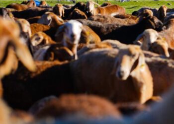 Түркістанда ұсақ малдан бруцеллез табылып, екі ауылға шектеу енгізілді