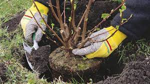 Арыста көгалдандыру жұмыстары жалғасып жатыр